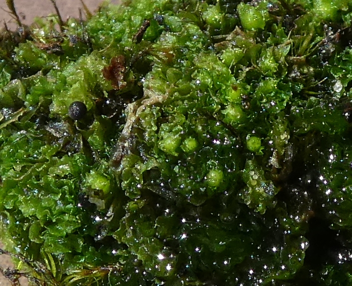 Fossombronia foveolata